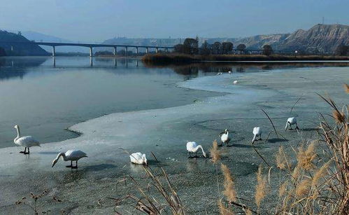 投資額2398.75萬元蘭州市西固區(qū)達(dá)川三河口天鵝灘文化旅游項目